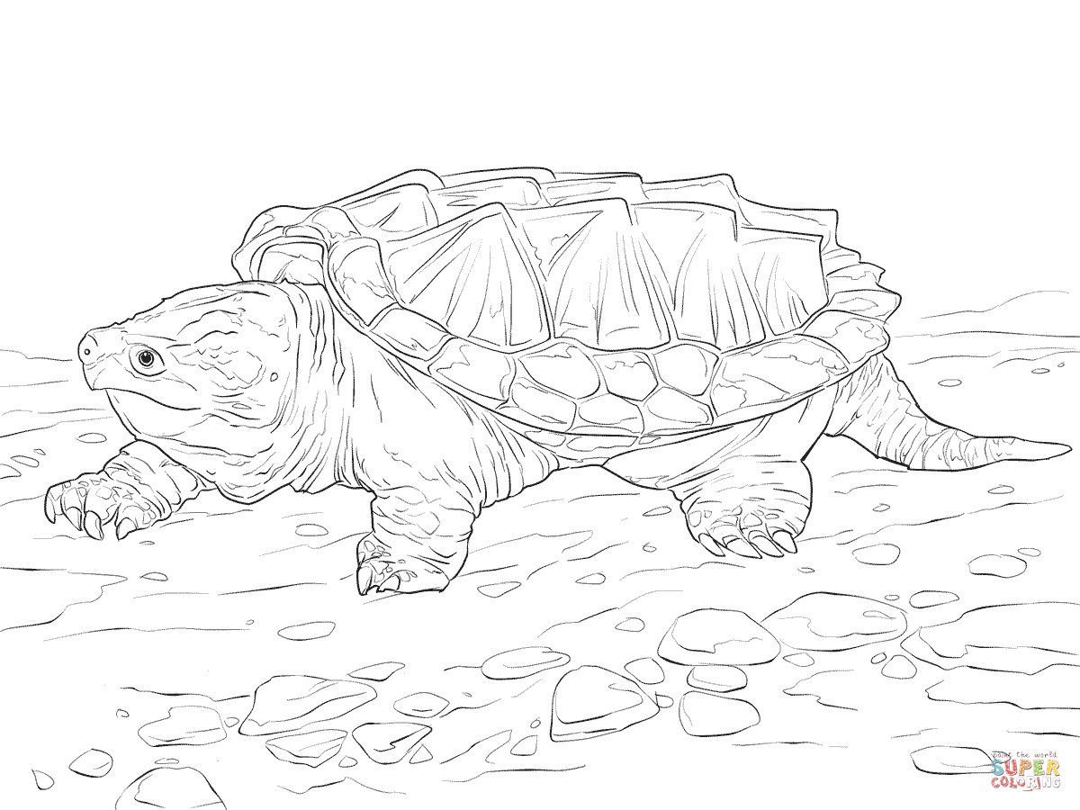1200x900 Walking Alligator Snapping Turtle Coloring Page Free Printable