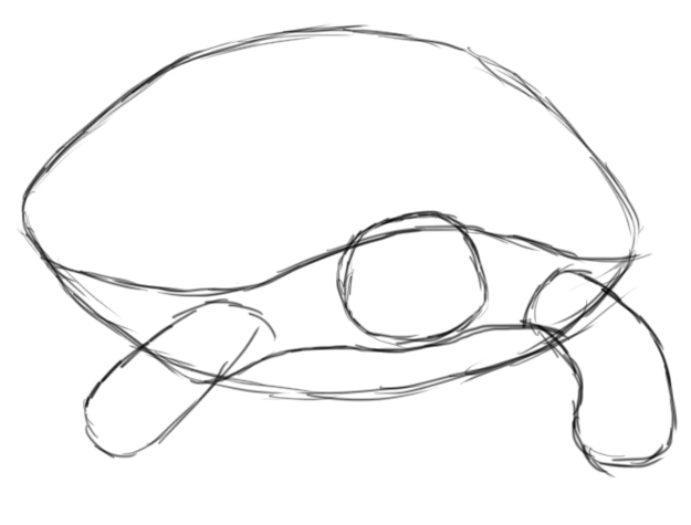 625x475 How To Draw A Turtle Sketchy Turtles, Draw And To Draw