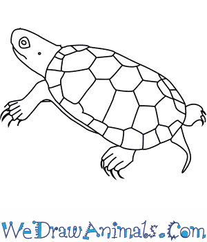 300x350 How To Draw A Bog Turtle