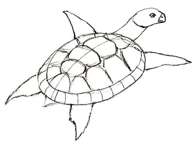 400x292 How To Draw A Turtle