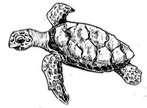 300x221 Turtle Drawing Drawings