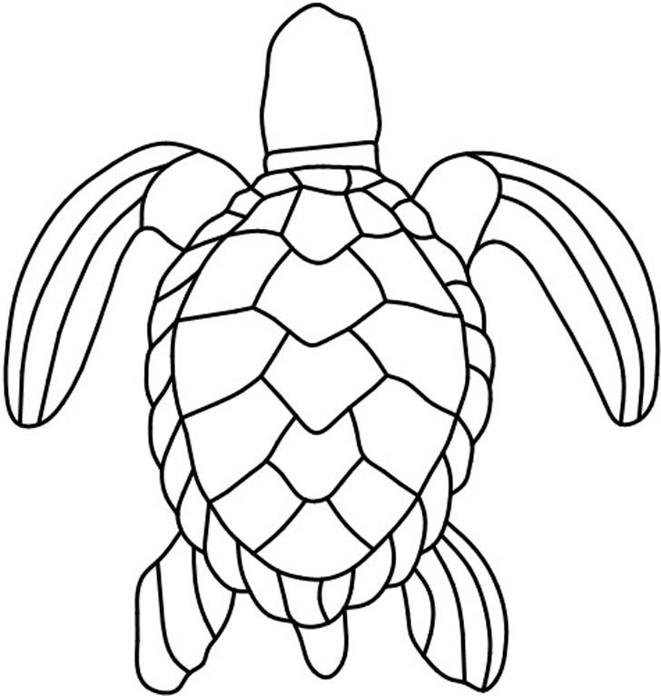 728x766 Drawn Turtle Outline