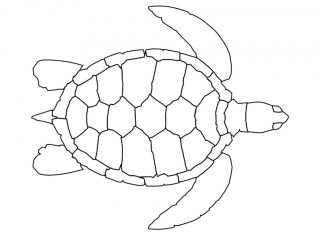 320x240 Great Turtle Coloring Page 53 For Line Drawings With Turtle