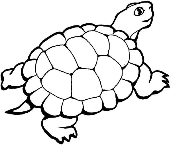600x508 Surprising Turtle Coloring Pages 76 About Remodel Line Drawings