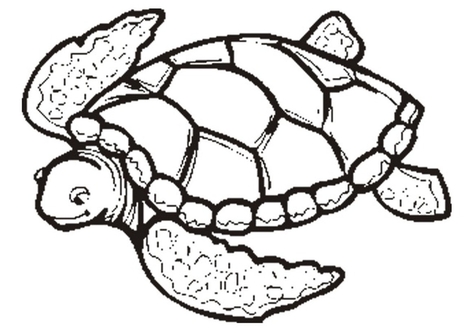 476x333 Turtle Outline Coloring Page Image Clipart Images