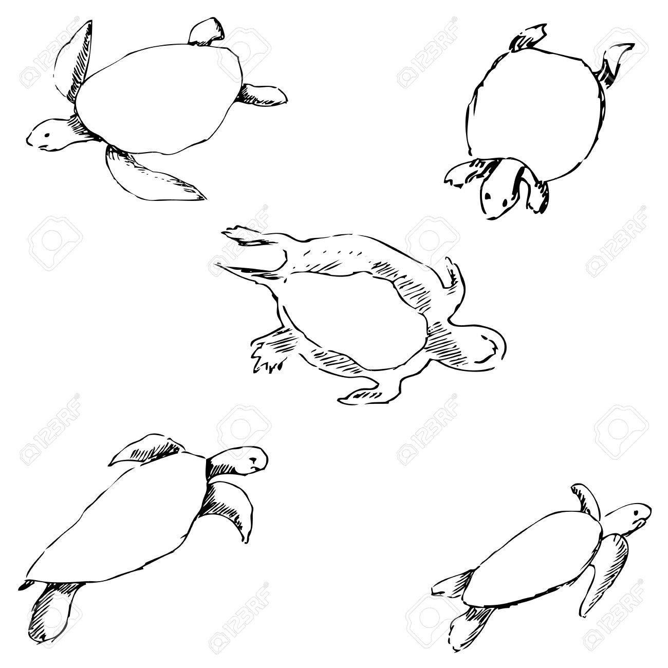 1300x1300 Turtles. Pencil Sketch By Hand. Vector Image Royalty Free Cliparts