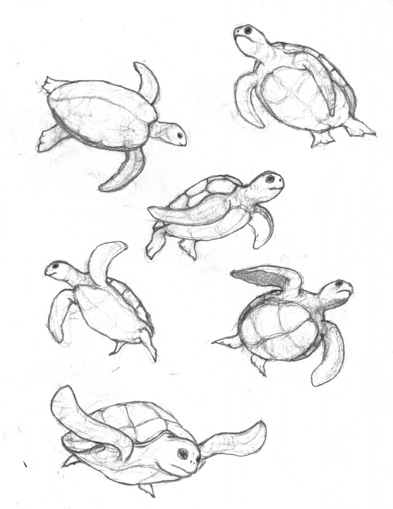 Turtle Pencil Drawing at GetDrawings | Free download