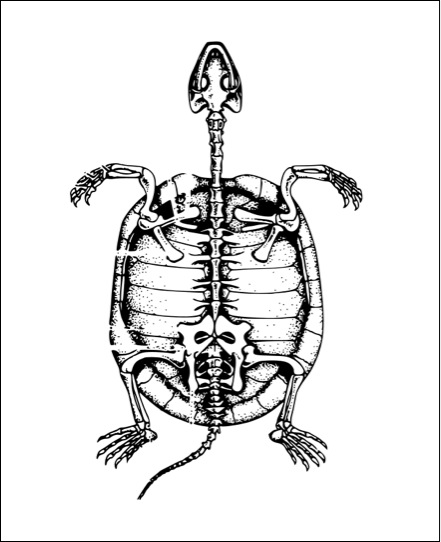 441x542 On The Half Shell Next Door Nature