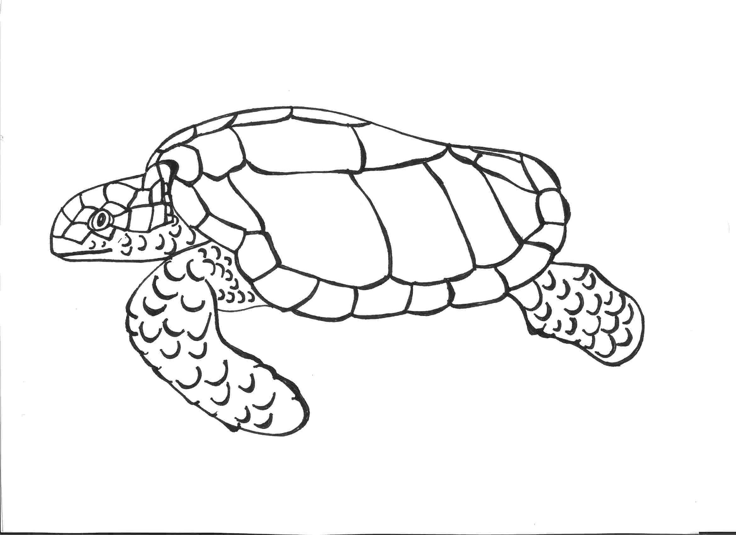 Turtle Shell Drawing at GetDrawings | Free download