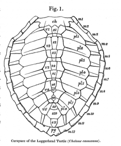 Turtle Shell Pattern Coloring Page Sketch Coloring Page