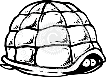 361x265 Hiding In Shell