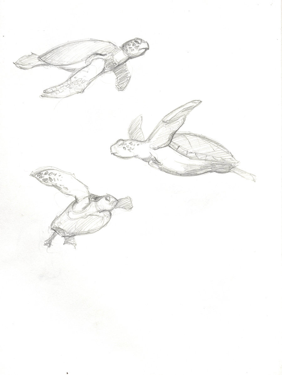 900x1195 Sea Turtle Sketches By Seraphxviii