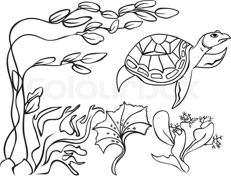 800x609 Sketch Natatorial Turtle In Underwater World Stock Vector