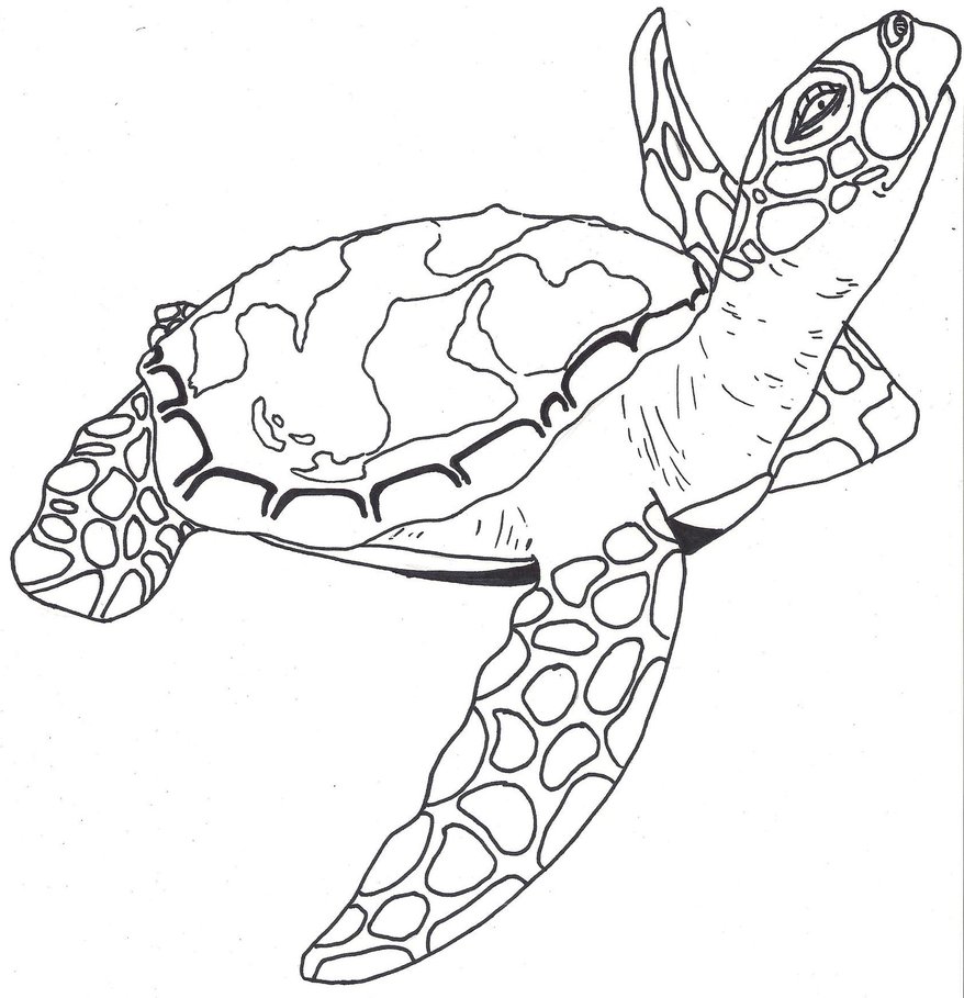 878x909 Turtle Outline Sea Turtle By Paxnyx On Ideas