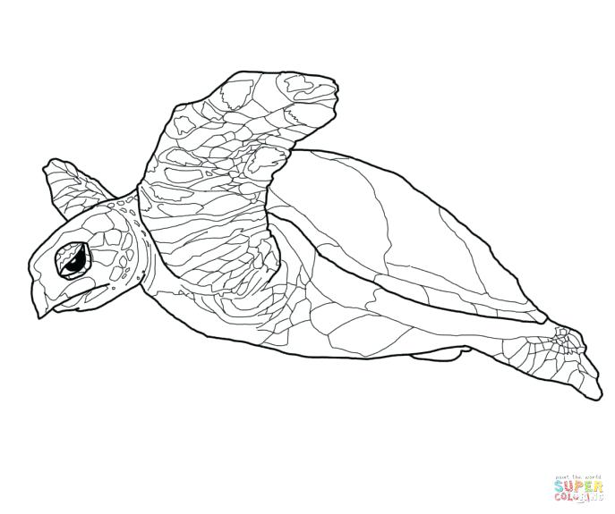 687x575 Coloring Pages Of Sea Turtles Medium Size Of Coloring Turtle