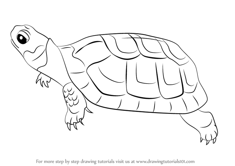 800x566 Learn How To Draw A Bog Turtle (Reptiles) Step By Step Drawing