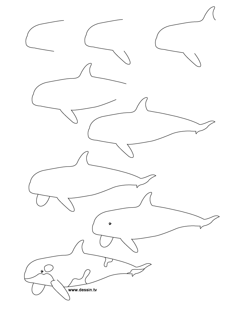 768x1024dult How To Draw Sea How To Draw Seashell. How To Draw
