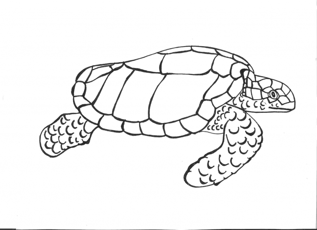 How Draw A Turtle Easy - Design Talk