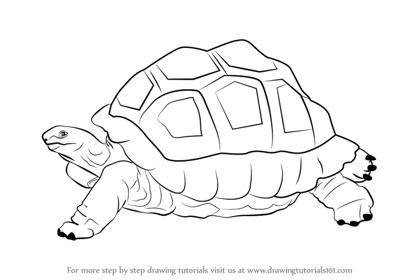800x566 Drawn Line Art Tortoise Shell
