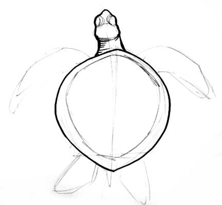 432x400 How To Draw A Sea Turtle