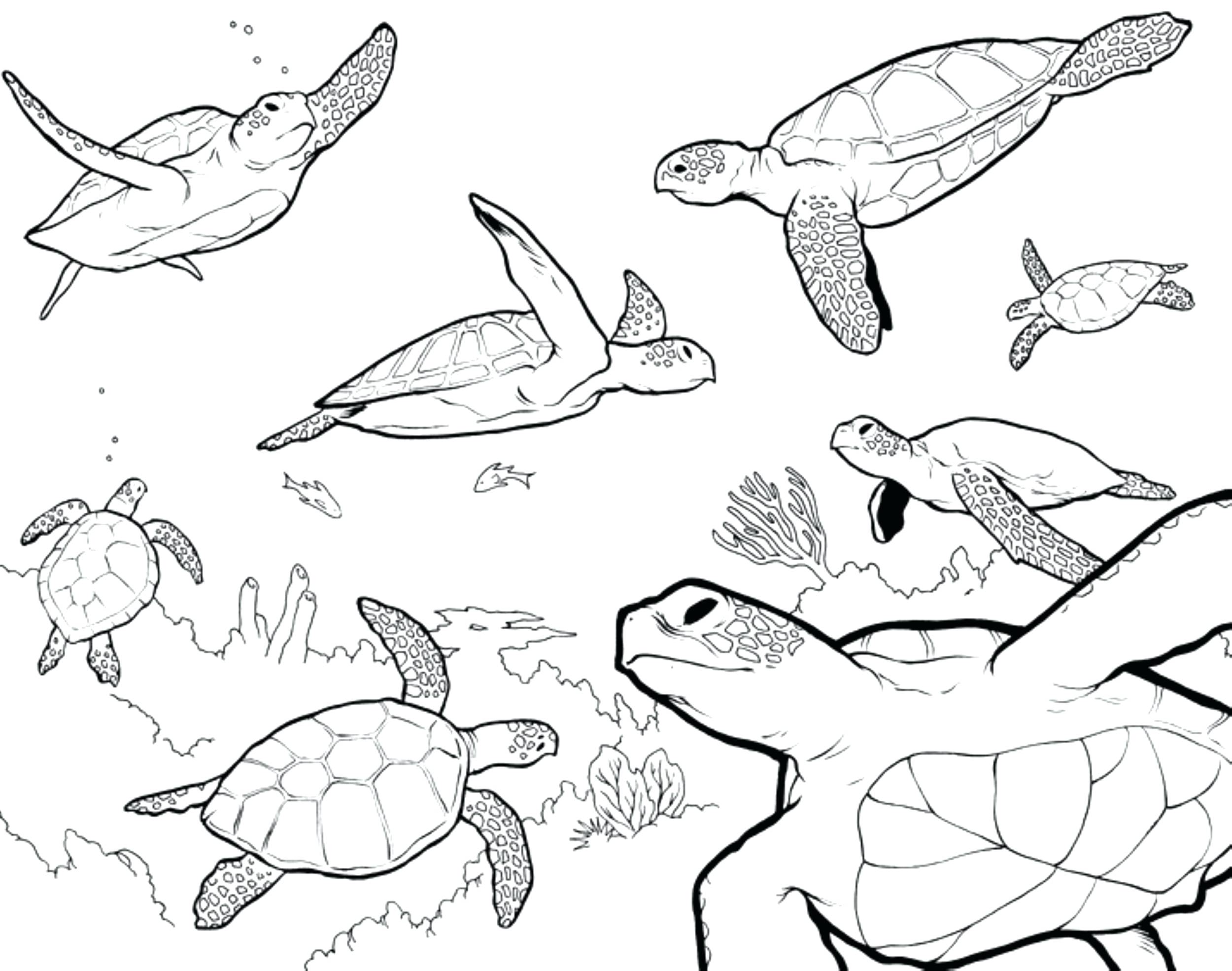 2500x1969 Outline Of Drawing Turtles Step By Sea Printable Turtle Tattoo