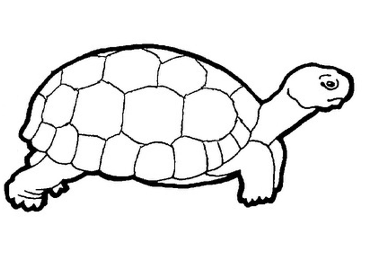 1169x826 Turtle Coloring Pages Page Image Clipart Images