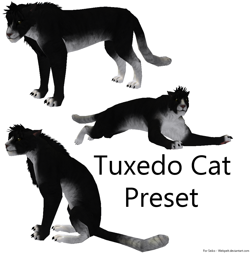 1019x1030 Tuxedo Cat