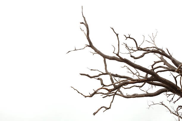 612x406 22 Lovely Ways You Can Use Twigs And Branches Cut The Wood