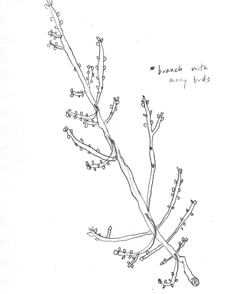 462x600 A Tree Grows In Brookline Twigs Archives