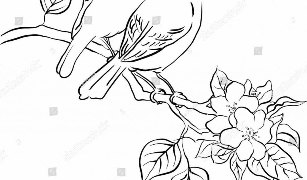 1024x600 Easy Spring Drawing Pictures Colourful Sketches Of Season Sketch