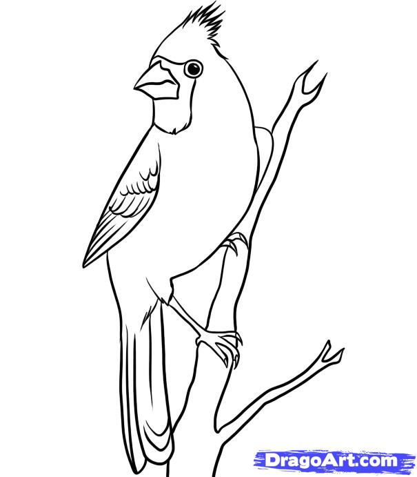 605x691 How To Draw A Cardinal, Step By Step, Birds, Animals, Free Online