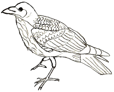 400x324 How To Draw A Crow