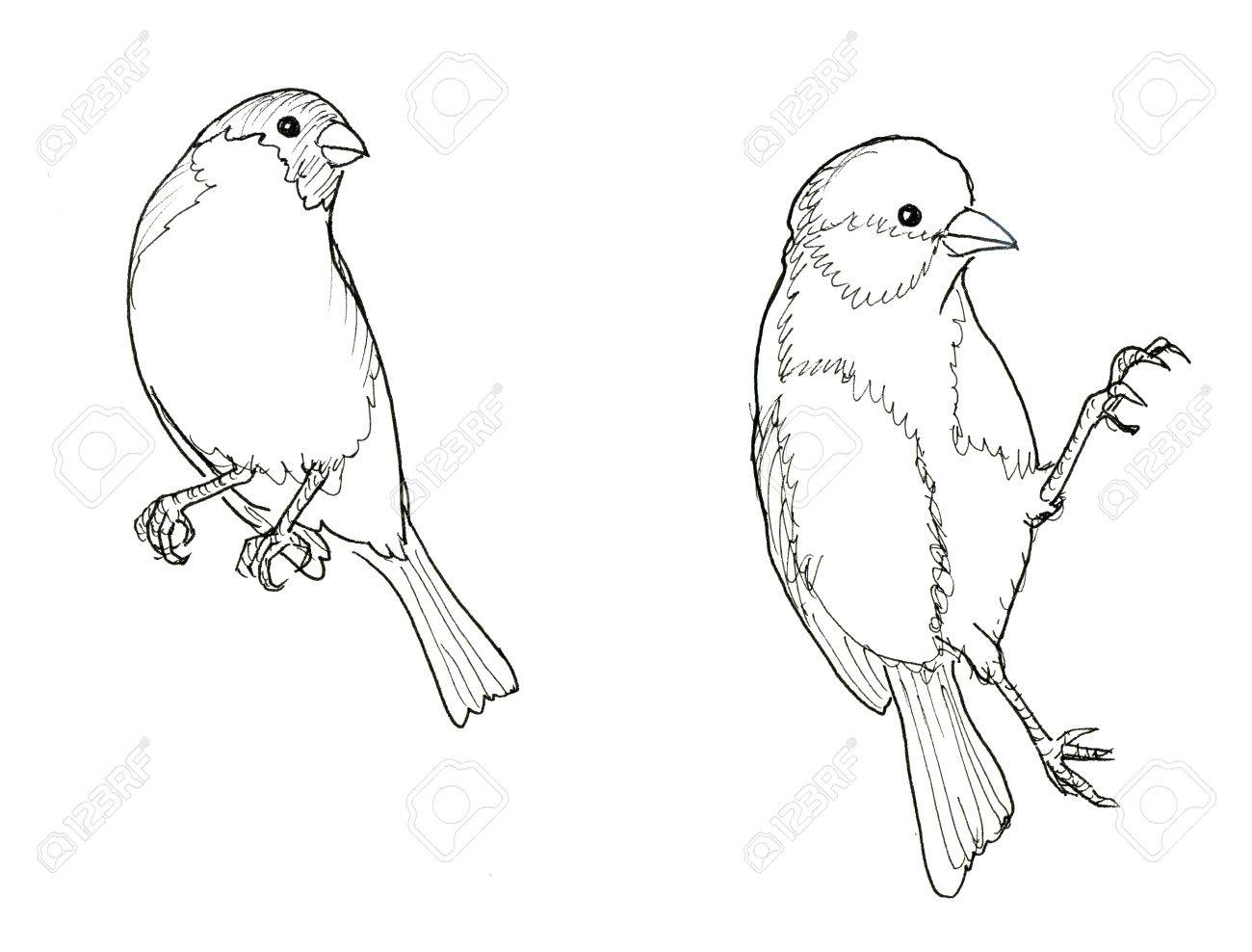 1300x988 Bullfinch And Titmouse. Two Birds. Ink Line Illustration. Raster