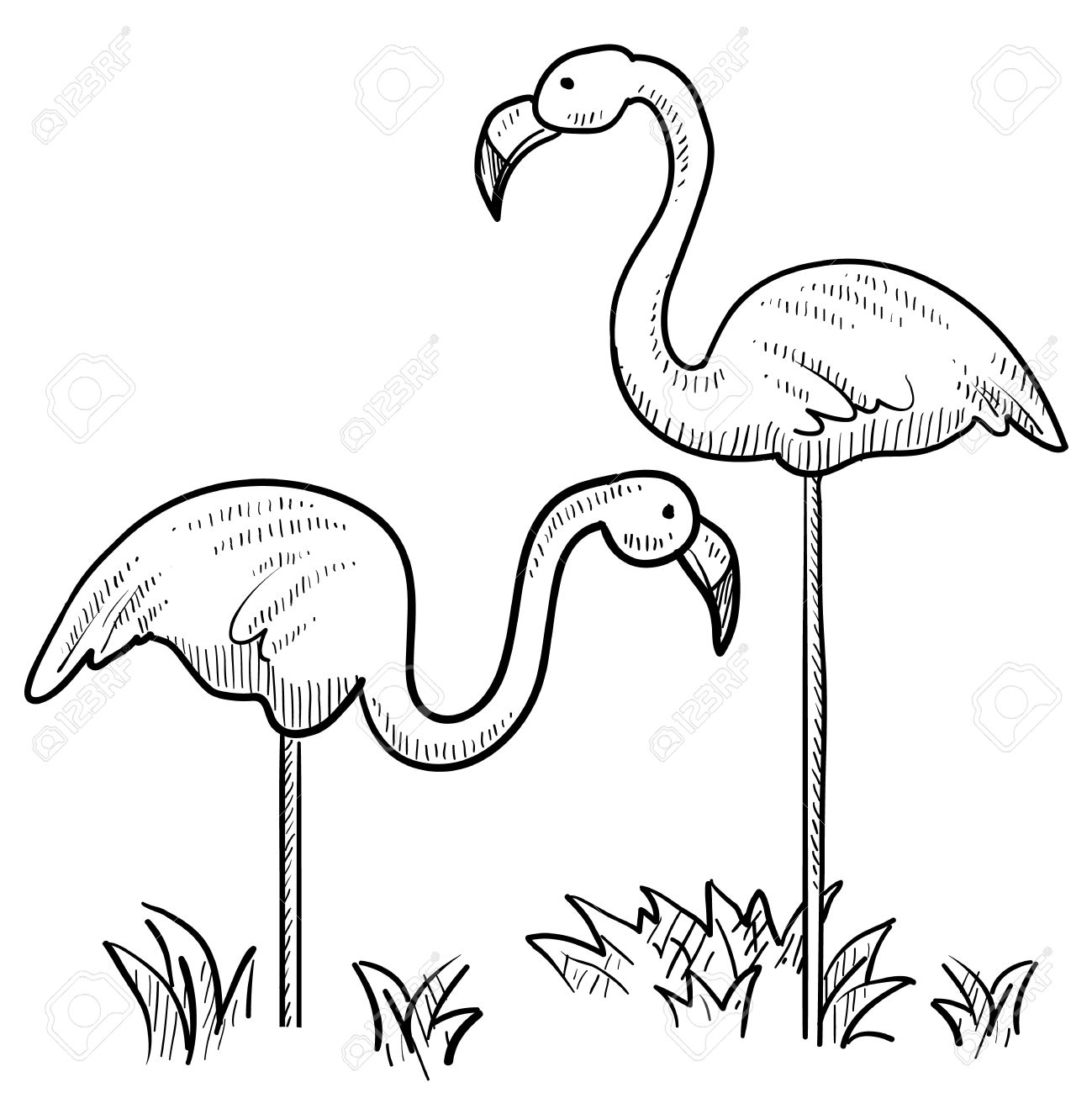 1299x1300 Doodle Style Sketch Of Two Flamingo Birds Standing In The Grass