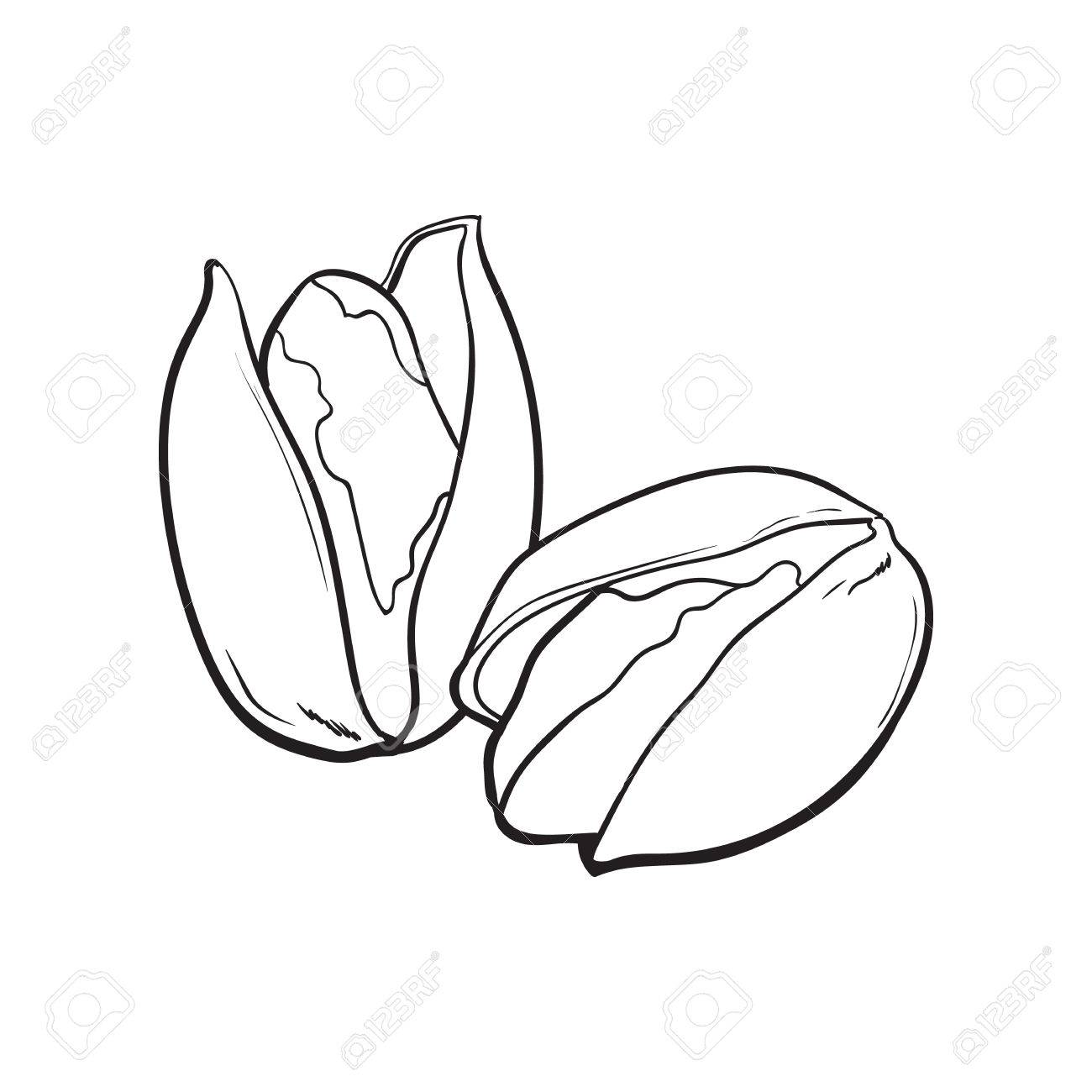 1300x1300 Two Black And White Pistachio Nuts, Hand Drawn Sketch Style Vector