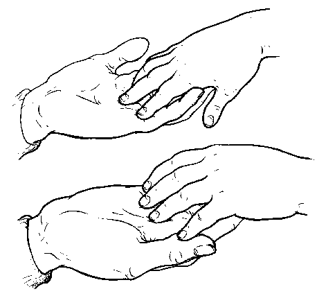 471x427 Talking The Language Of The Hands To The Hands