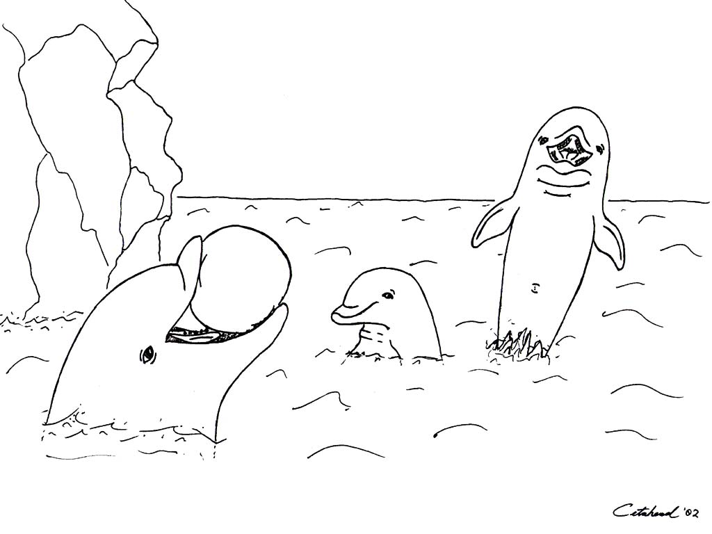 1024x768 Dolphin Sketches