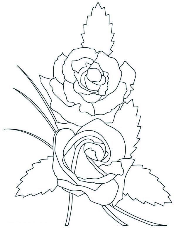 600x776 Two Beautiful Rose Coloring Page