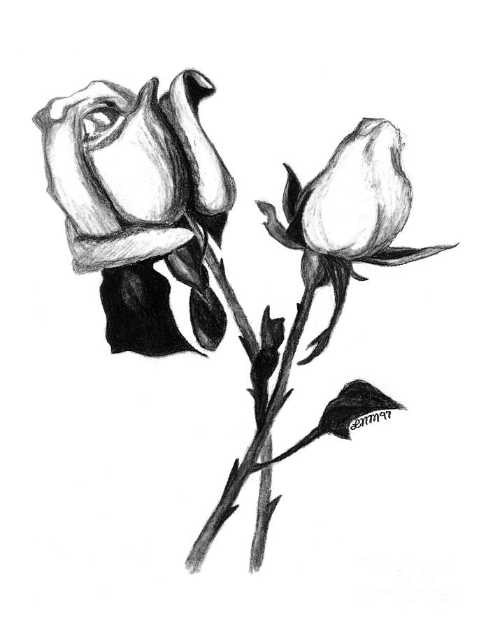 695x900 Two Roses Drawing By Leara Nicole Morris Clark