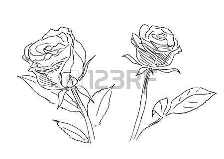 450x321 Hand Sketch Of Two Roses Royalty Free Cliparts, Vectors, And Stock