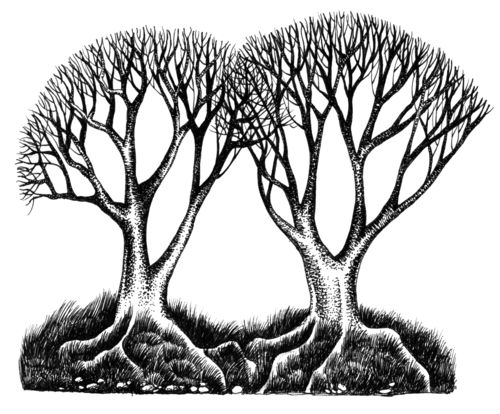 500x414 Living Deeply Rooted [We Are] Two Trees Growing Next To Each