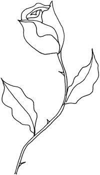 200x347 Drawn Turtle Dove Rose Drawing