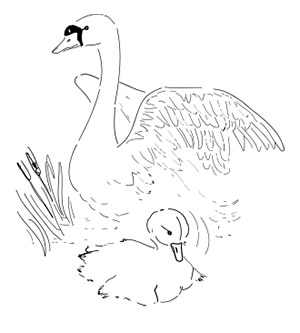 300x333 The Ugly Duckling