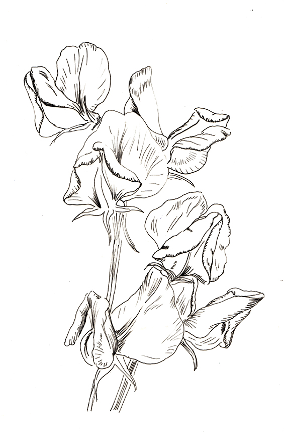 567x860 Plant Of The Fortnight 160516 Sweetpea Ella's Place