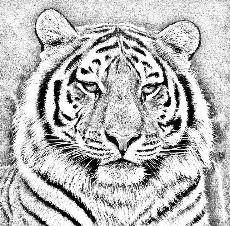 736x726 9 Best Tiger Images On Tiger Drawing, Animales