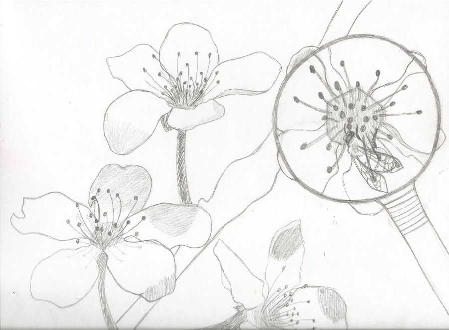 900x661 Under The Magnifying Glass