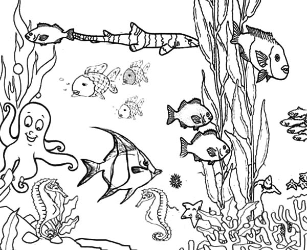 600x490 Ocean Plants Animals Drawings Ocean Animal Pencil Drawings