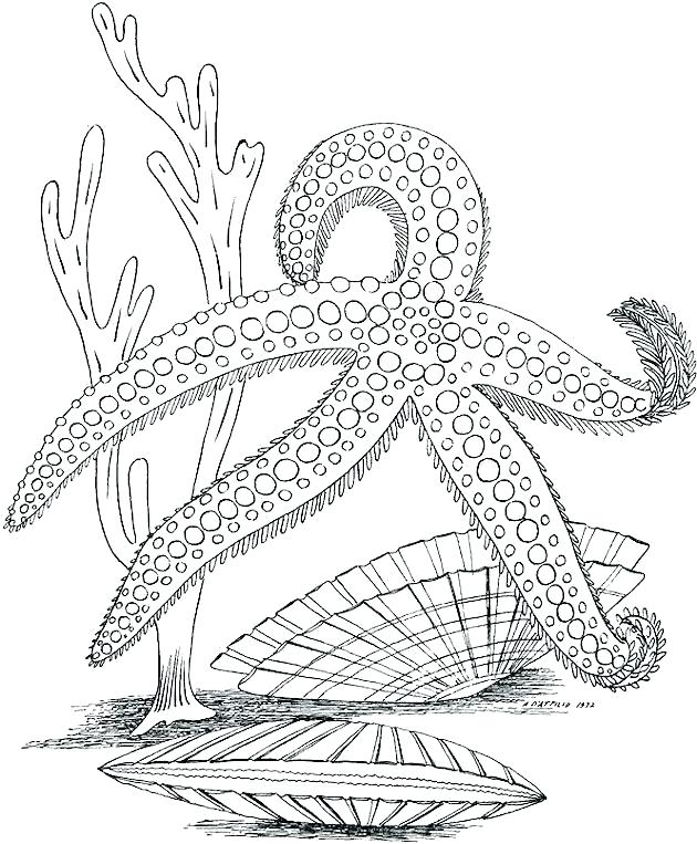 630x763 Under The Ocean Coloring Pages Free Under The Sea Ocean Color