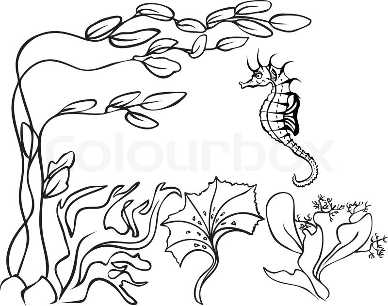 800x631 Sketch, Underwater, Seaweed And Sea Horse Stock Vector Colourbox
