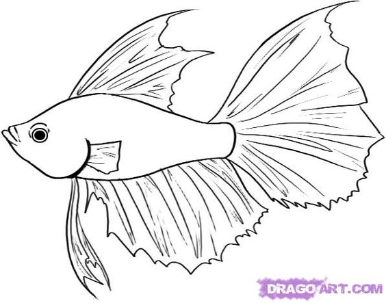 564x443 How To Draw A Betta Fish Step 4 Underwater